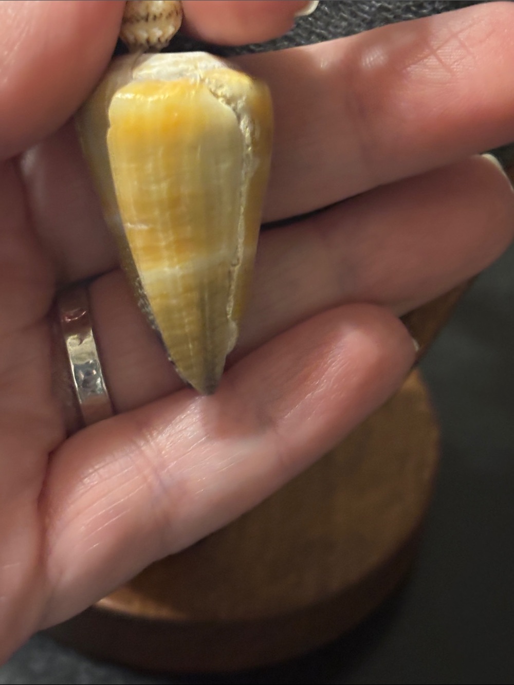 Natural Hawaiian Lei Style Conch Cowrie Cone Shell Pendant Necklace Cream Tan - Picture 4 of 16